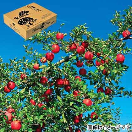 【期間限定】 信州りんご　サンふじ　ご家庭用　５ｋｇ