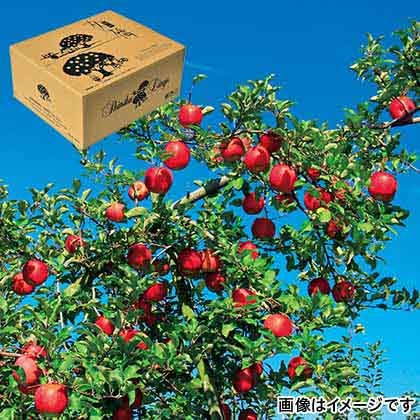 【期間限定】 信州りんご　サンふじ　ご家庭用　１０ｋｇ