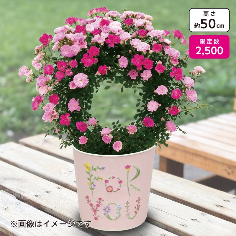 <※母の日対象商品>ミニつるバラ「舞姫×琴姫」リング仕立て