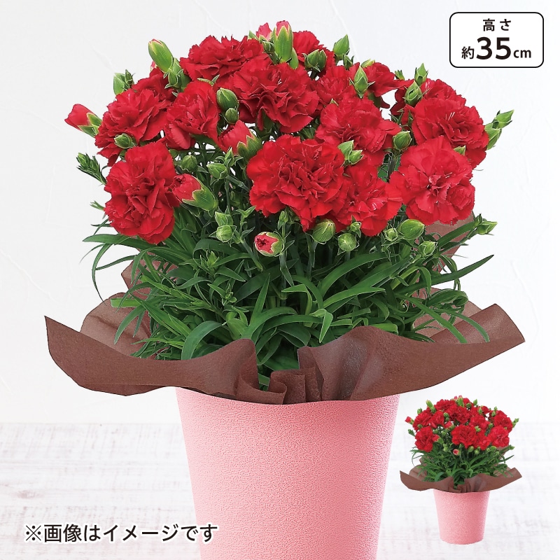 <※母の日対象商品>カーネーション「感謝の気持ち」