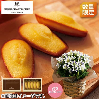<※敬老の日対象商品>りんどう「白寿」&マドレーヌセット