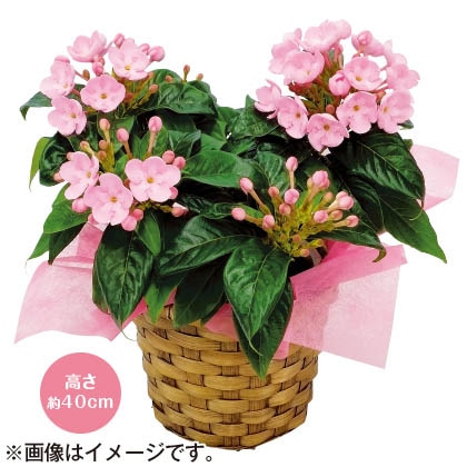 <※敬老の日対象商品>においざくら