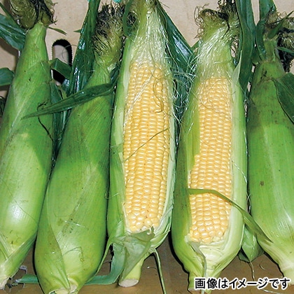 【期間限定】 朝もぎ とうもろこし