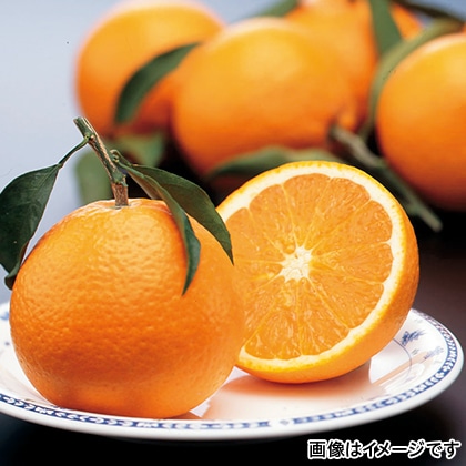 【期間限定】　清見オレンジ