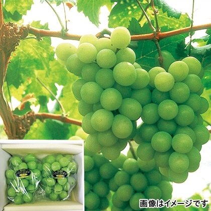 【期間限定】 シャインマスカット「晴王」 1kg