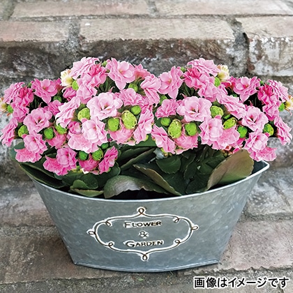 【期間限定】　八重咲きカランコエ　２鉢セット