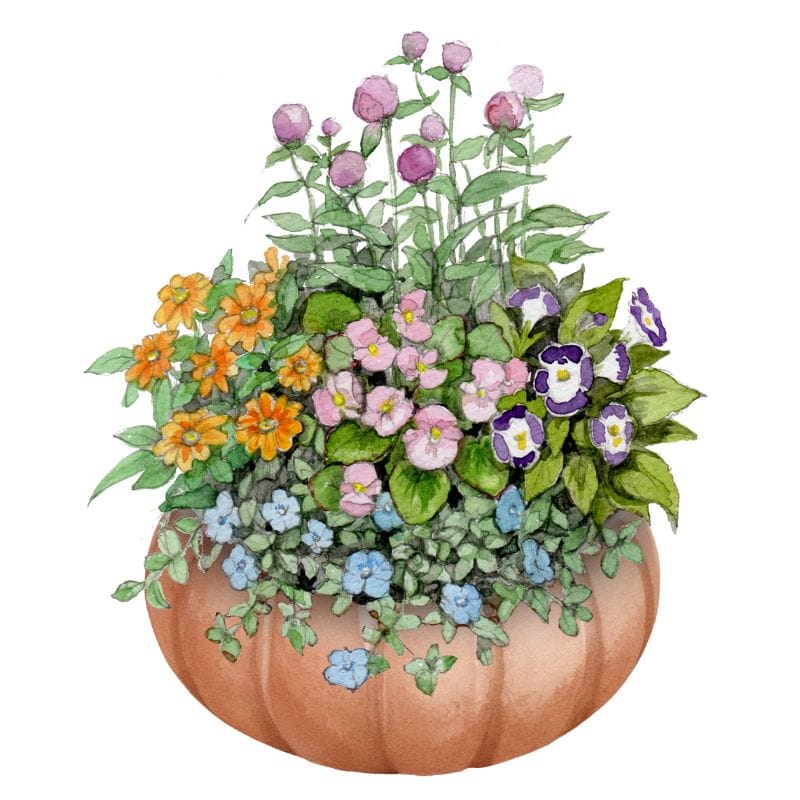 WEB定期便寄せ植えコース 2026年6月お届け｜郵便局のネット