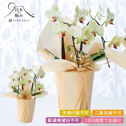 ���{�̋ɂ݁@�Ӓ����u�~�f�B�@�t�H�[�`�����U���c�}���v�Q�{���y�c���p�z