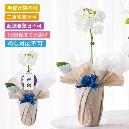 �Ӓ����~�f�B�@�P�{���i���j�����y�����p�z