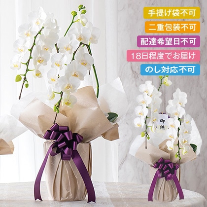 �Ӓ����~�f�B�@�Q�{���i���j�����y�����p�z