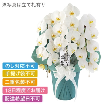 ���{�̋ɂ݁@�v�����X�@�R�{���`�@�Q�k�T�C�Y�y�����p�z