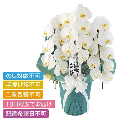 ���{�̋ɂ݁@�v�����X�@�R�{���`�@�Q�k�T�C�Y�@���ĎD�L��y�����p�z