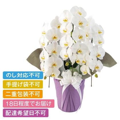 ���{�̋ɂ݁@�v�����X�@�R�{���a�@�R�k�T�C�Y�y�����p�z