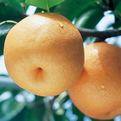 豊水梨 2kg