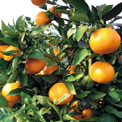 �I�B�f�R���Y�i�q�j