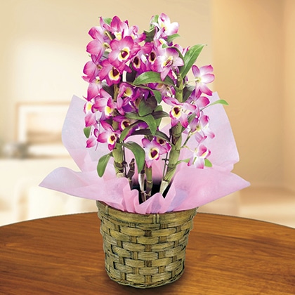 �f���h���r���[���i�s���N�n�j