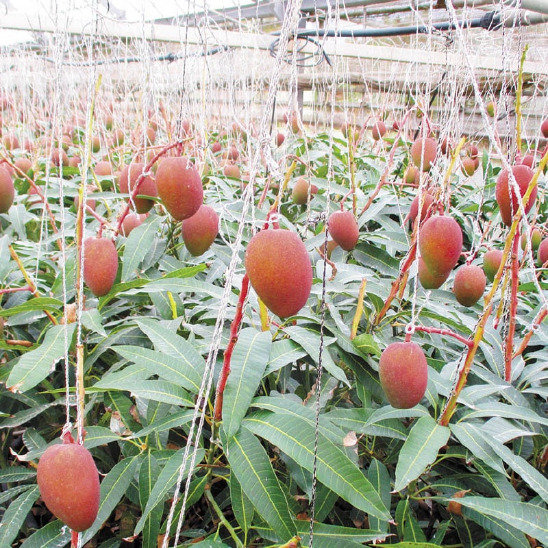 宮古島産 摘果マンゴー5kg（送料込み）即日発送^ ^ - メルカリ