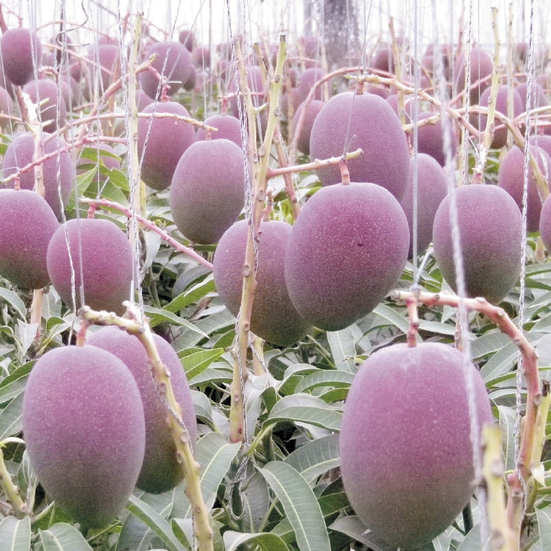 <お中元>沖縄マンゴー 1kg