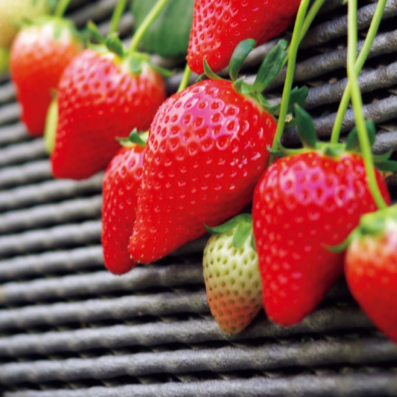 <お歳暮>完熟朝摘みとちあいか ギフト用