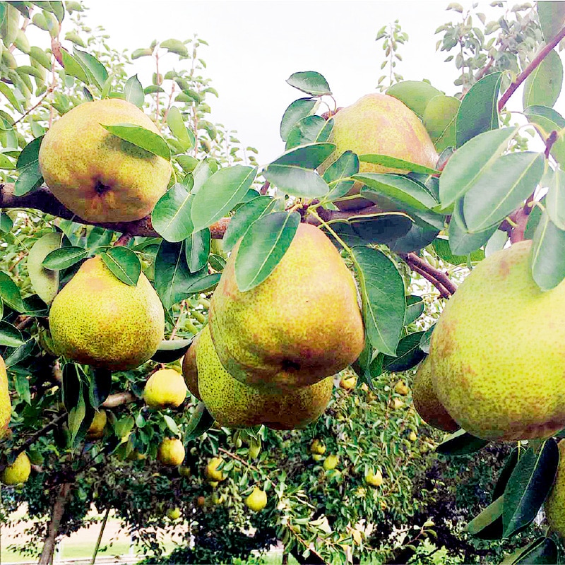 <お歳暮>ご自宅向けラ・フランス2.8kg