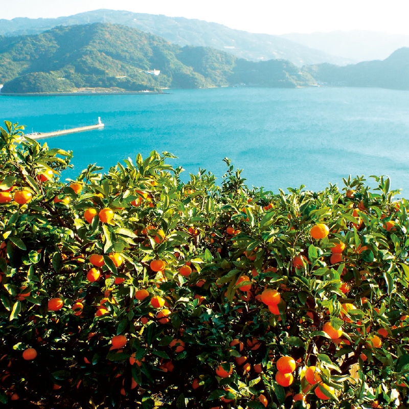 <お歳暮>愛媛県産 ご自宅用みかん