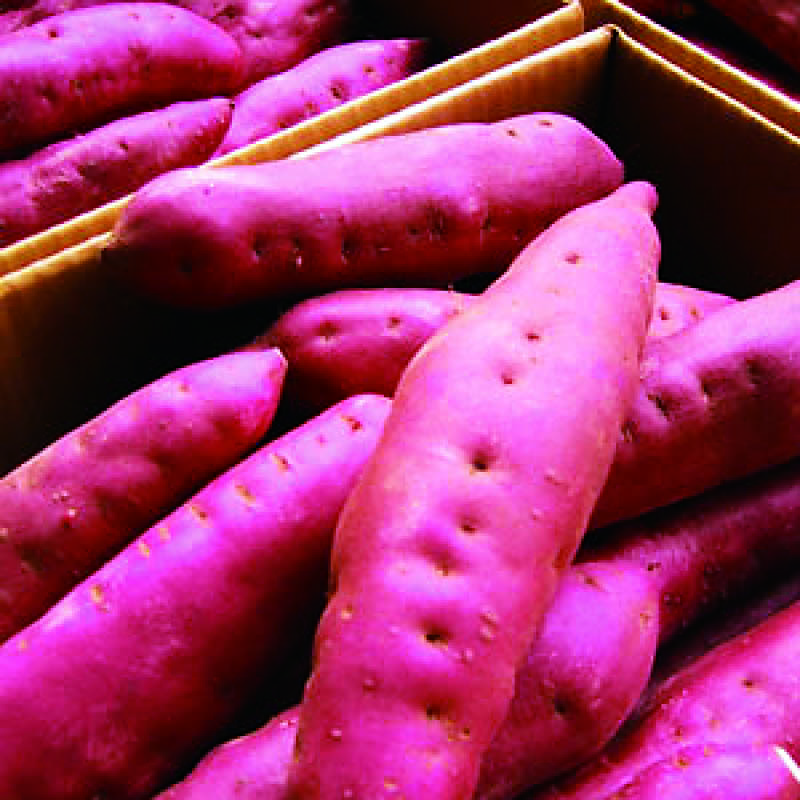 <お歳暮>五郎島金時さつまいも5kg 秀S