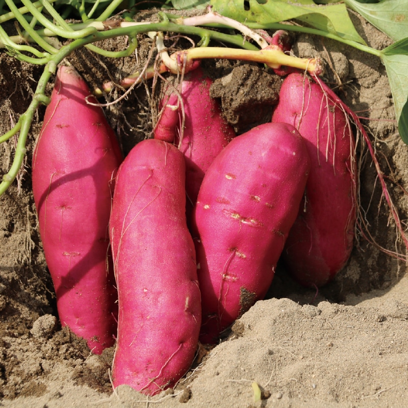 <お歳暮>鳴門金時3キロ土付