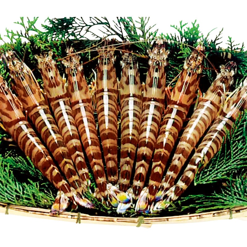 <お歳暮>活車海老 260g