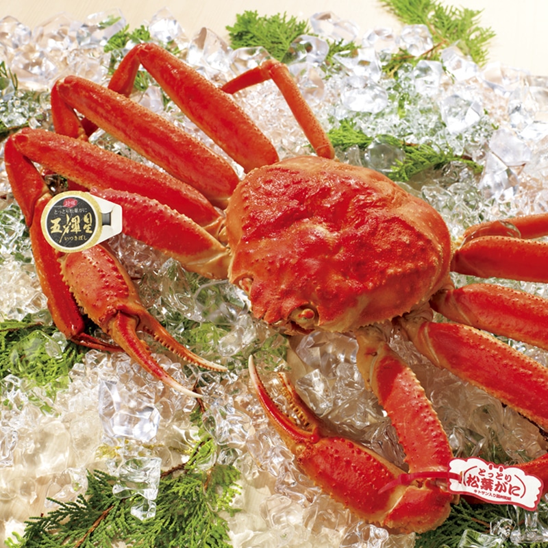 <お歳暮>鳥取県産 朝茹で松葉がに「五輝星(いつきぼし)」