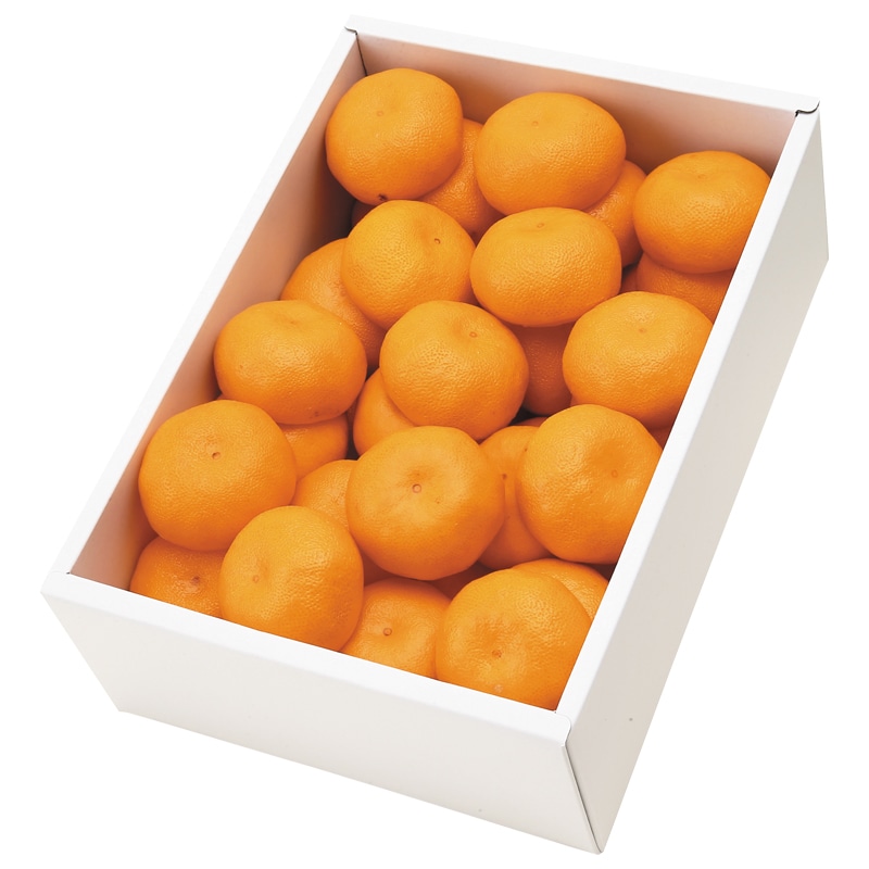 <お歳暮>長崎のみかん