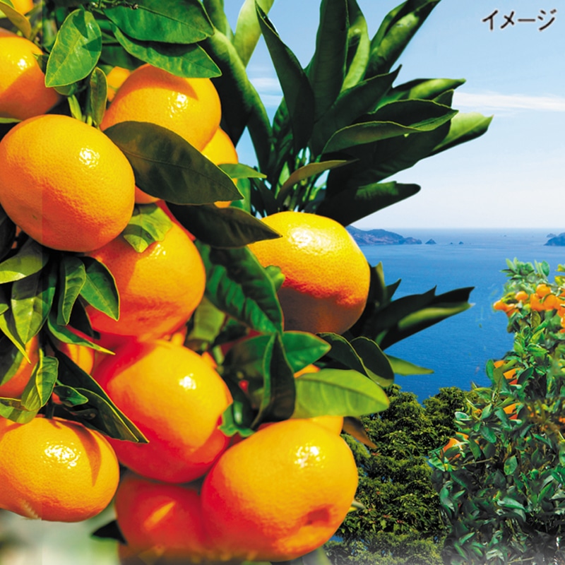 <お歳暮>愛媛みかん