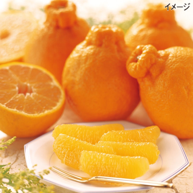 <お歳暮>温室デコポン