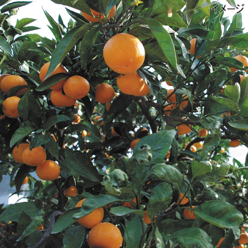 <お歳暮>和歌山 新堂みかん