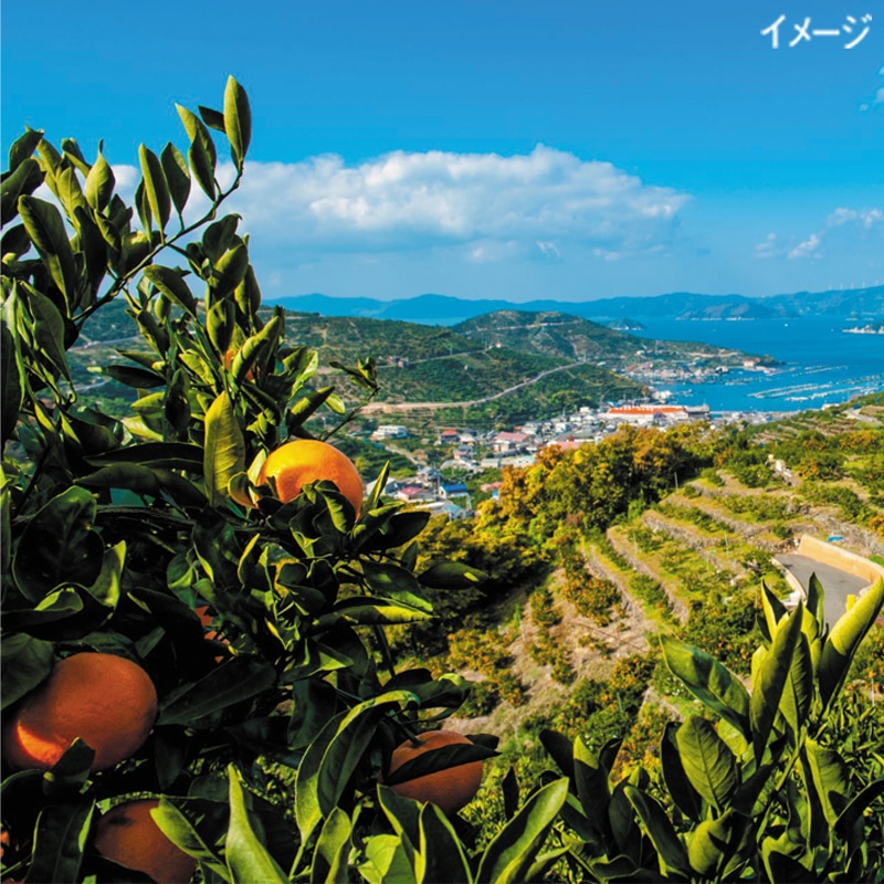 みかん 福岡県産（JA全農ふくれん）糸島みかん（北原早生）1箱5kg