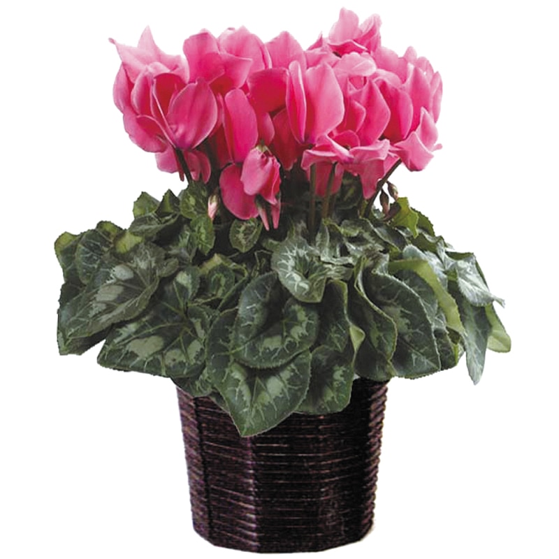 鉢植えの通販｜郵便局のネットショップ