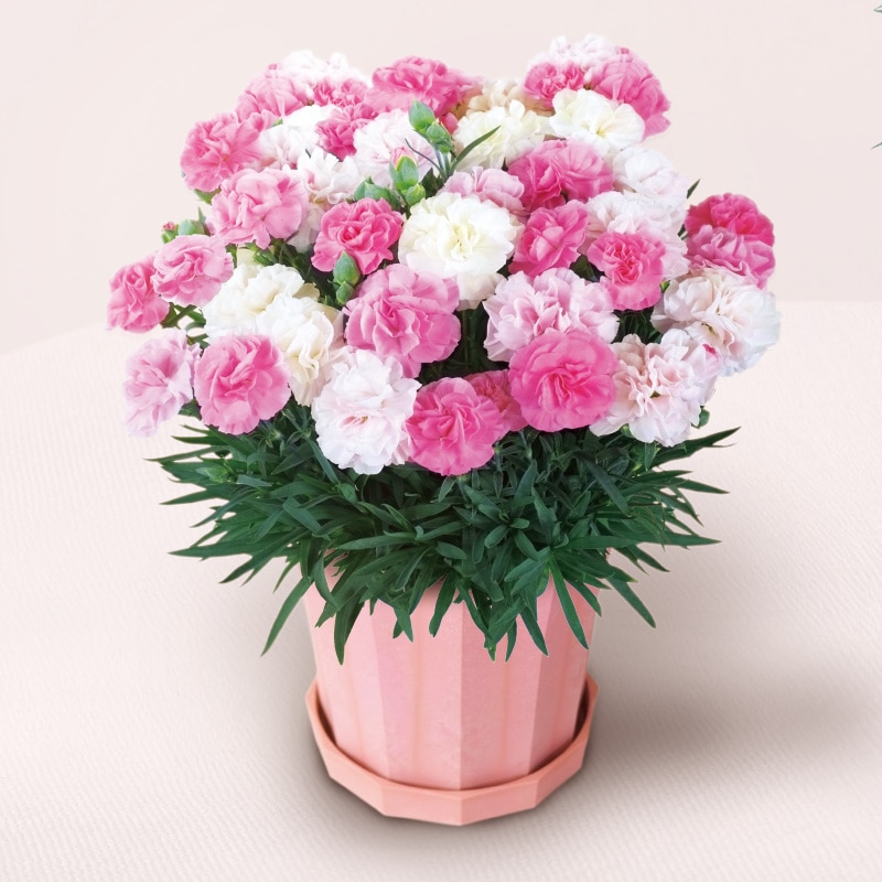 ����̓����J�[�l�[�V�����u�������\�t�g�i�q�j�v