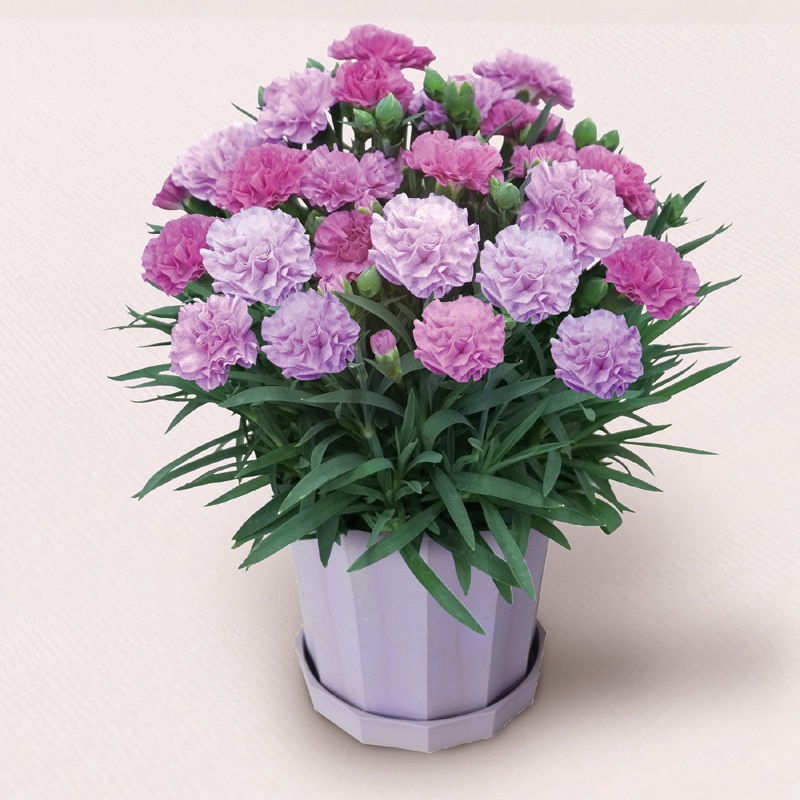 ����̓����J�[�l�[�V�����u�u���[�x���[�\�t�g�v