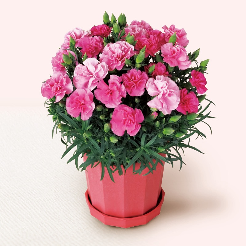 ����̓����J�[�l�[�V�����u�`�F���[�\�t�g�v