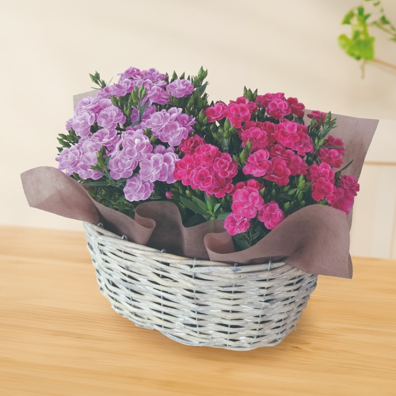 ����̓����~�j�J�[�l�[�V�����u�X�C�[�c�v�Q���Z�b�g