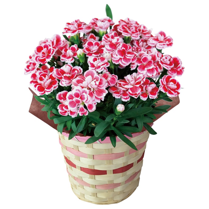 ����̓����J�[�l�[�V�����u�t�@���V�[���b�h�v