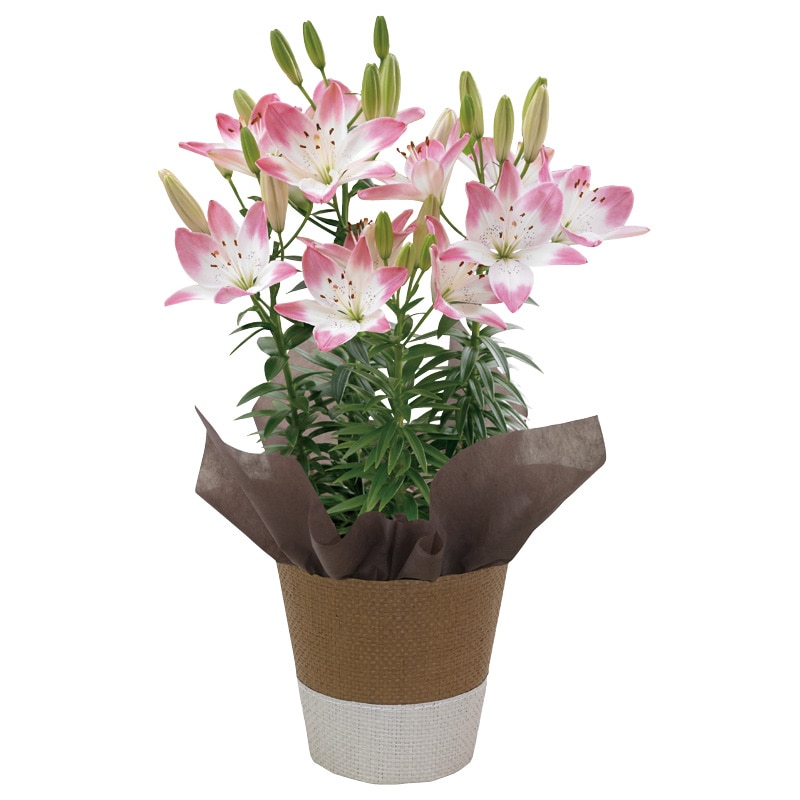 ����̓����X�J�V�����u�V���K�[���u�v