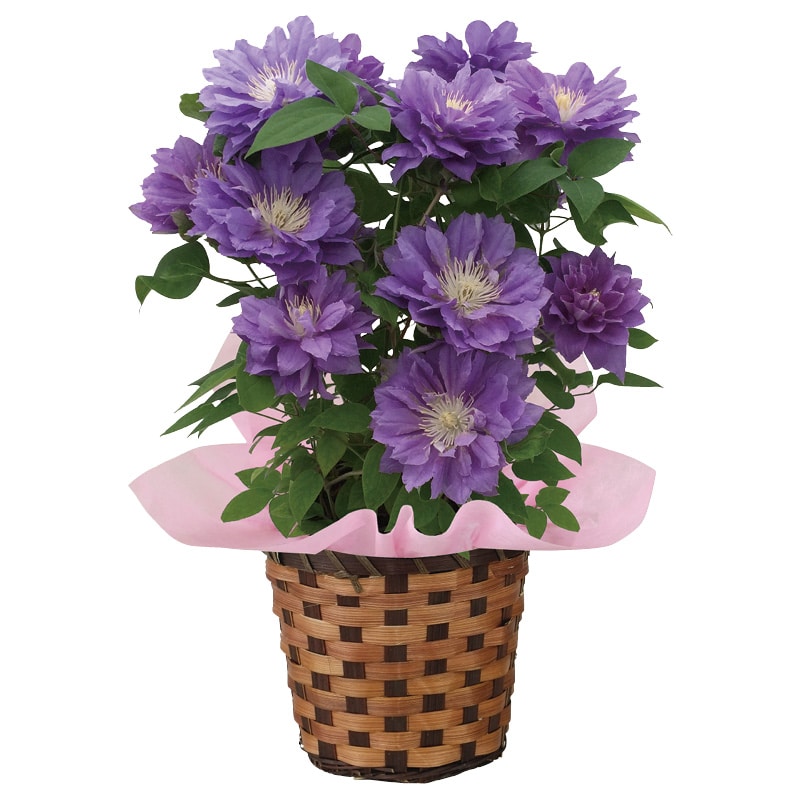 ����̓����N���}�`�X�u�~��v