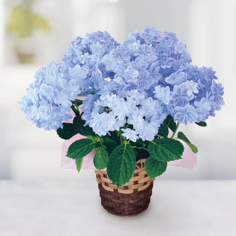 ����̓����A�W�T�C�u���؋��v