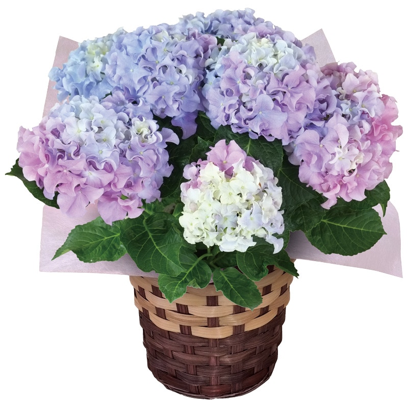 ����̓������C���{�[�A�W�T�C