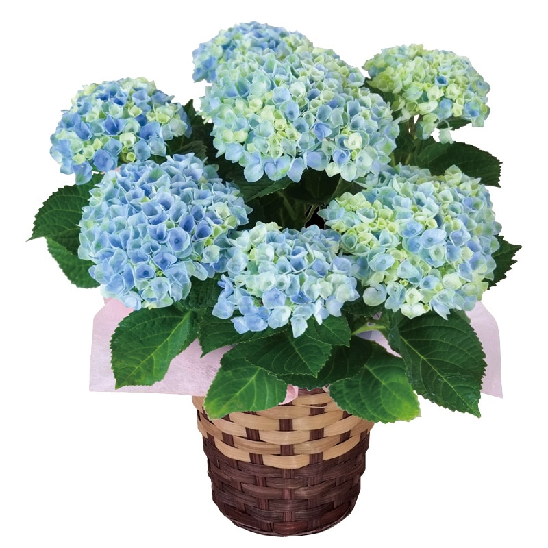 ����̓����A�W�T�C�u�}�W�J�����{�����[�V�����v