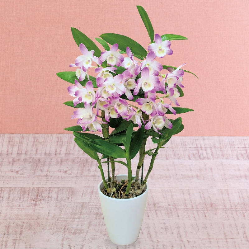 ����̓����f���h���r���[���u�}�U�[�s���N�v