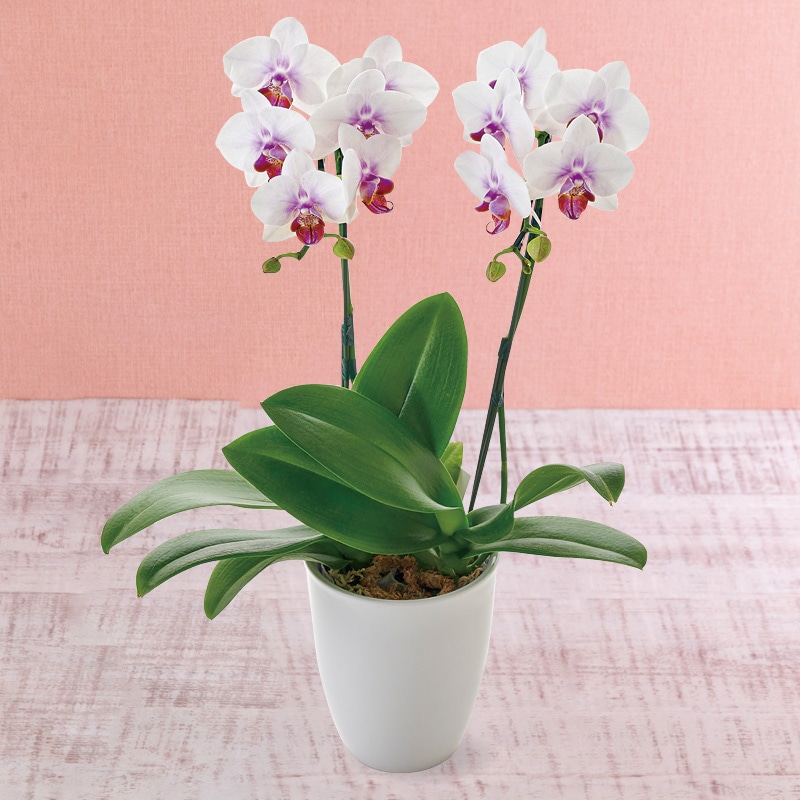 ����̓����~�f�B�Ӓ����u�X�C�[�g�X�}�C���v