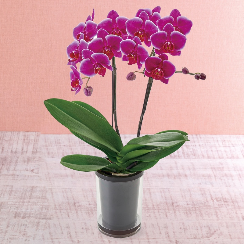 ����̓����~�f�B�Ӓ����u�x���x�b�g�v