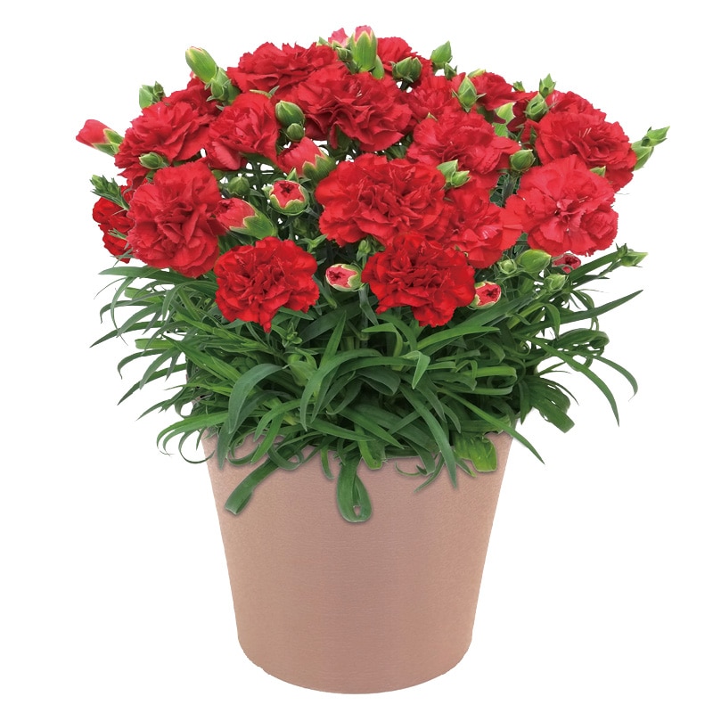 ����̓����J�[�l�[�V�����u���ӂ̋C�����v