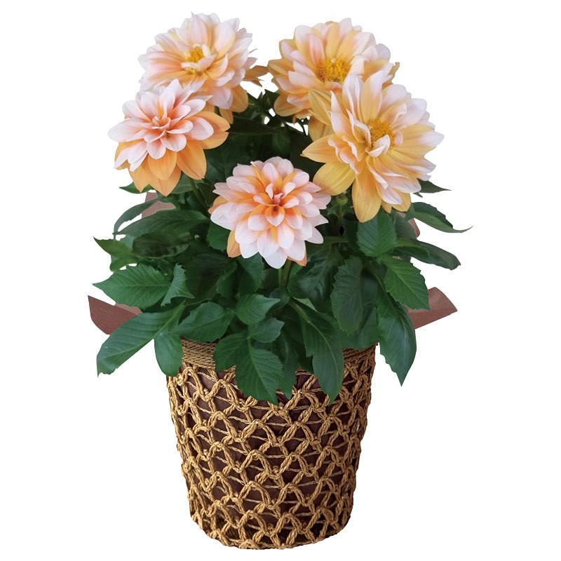 ����̓����_���A�@���x���O�����f�u�L���������v